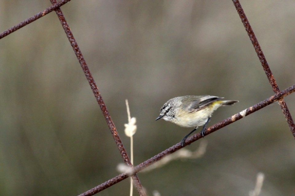 Yellow-rumped Thornbill (Acanthiza chrysorrhoa)